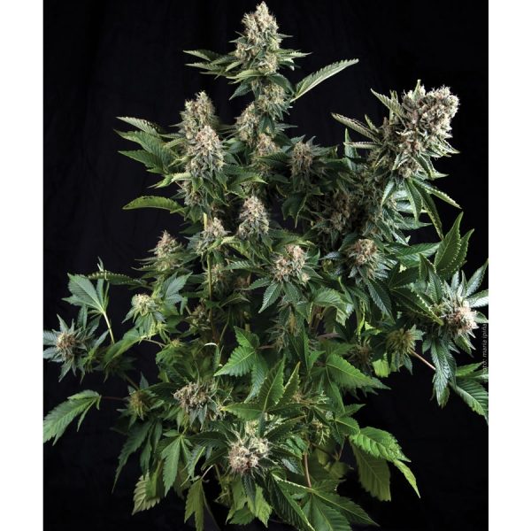 Auto White Widow Pyramid Seeds Nasiona marihuany