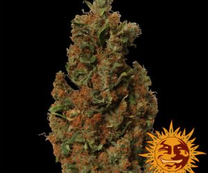 Red Diesel  Barney's Farm Nasiona marihuany 