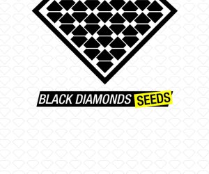 Lowryder AUTO  Black Diamonds Seeds Nasiona marihuany 