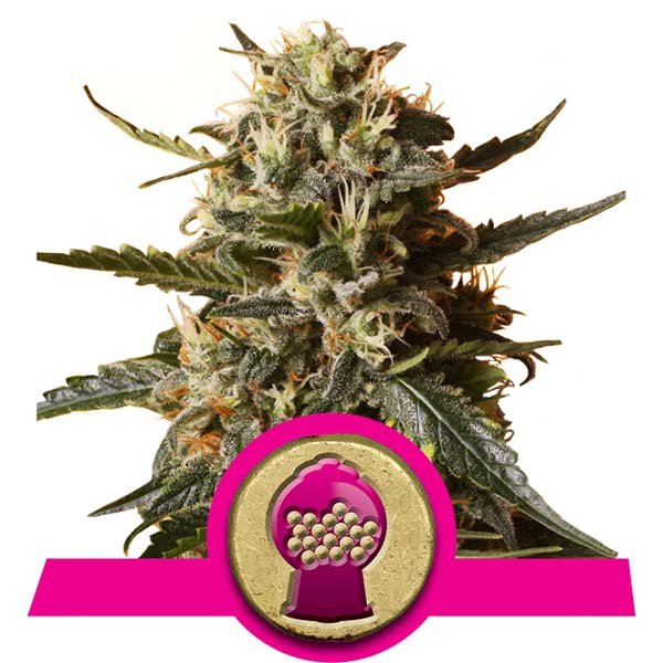 Bubblegum XL Royal Queen Seeds Nasiona marihuany