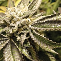 Canadian Kush Medical Seeds Nasiona marihuany