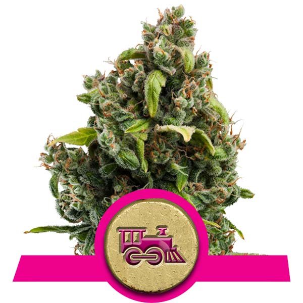 Candy Kush Express (Fast Flowering) Royal Queen Seeds Nasiona marihuany