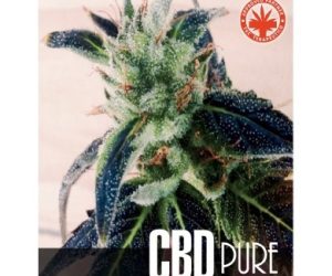 CBD Pure  Nasiona marihuany 