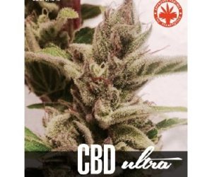 CBD Ultra  Nasiona marihuany 