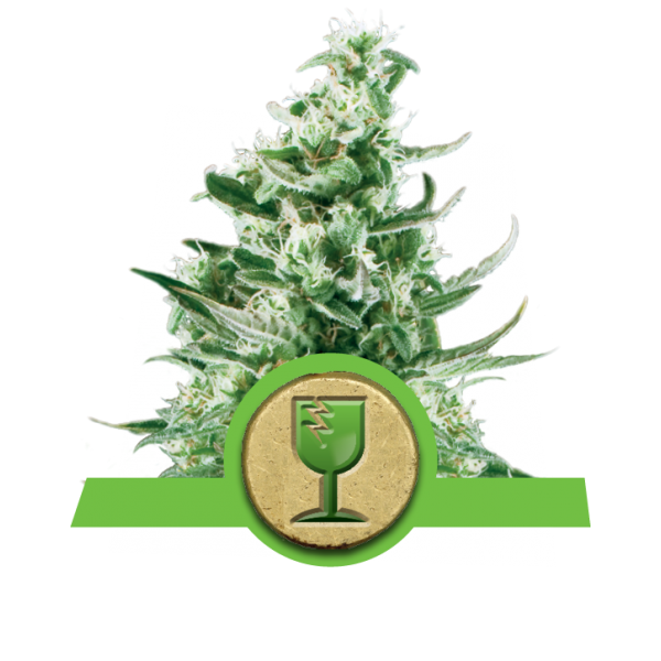 Royal Critical Automatic Royal Queen Seeds Nasiona marihuany