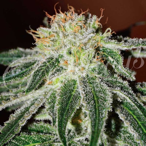 Delicious Seeds Black Russian