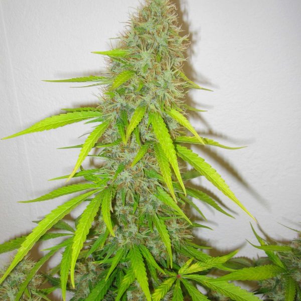 Critical Jack Herer Delicious Seeds