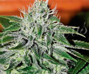Critical Jack Herer  Delicious Seeds Nasiona marihuany 