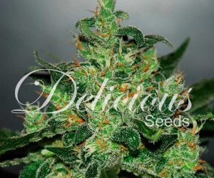 Delicious Seeds Critical Jack Herer Auto