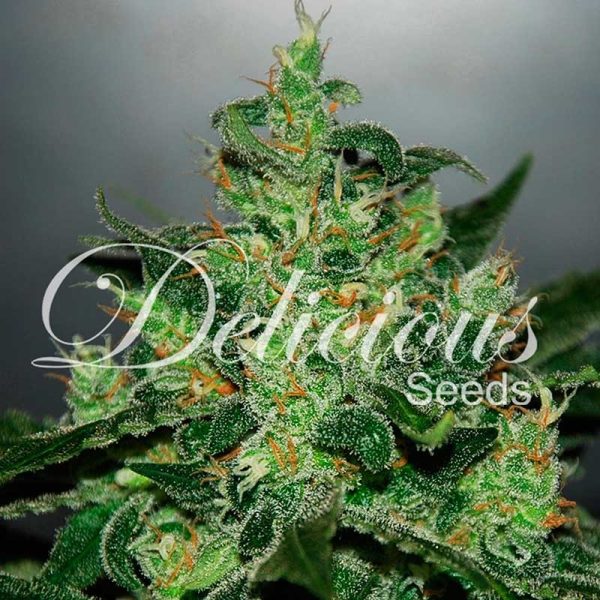 Critical Jack Herer Auto Delicious Seeds Nasiona marihuany