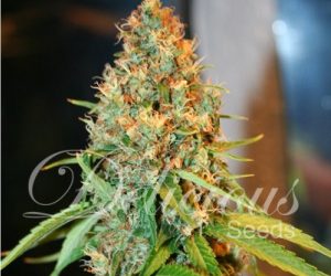 Critical Kali Mist  Delicious Seeds Nasiona marihuany 