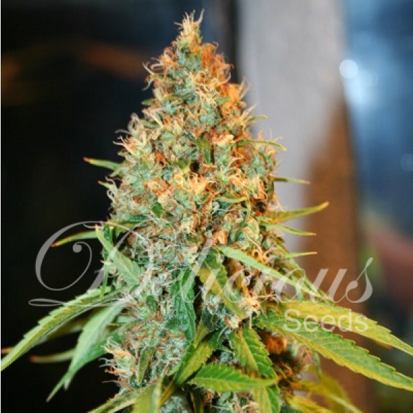 Critical Kali Mist Delicious Seeds Nasiona marihuany