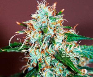 Critical Neville Haze 2.0  Delicious Seeds Nasiona marihuany 