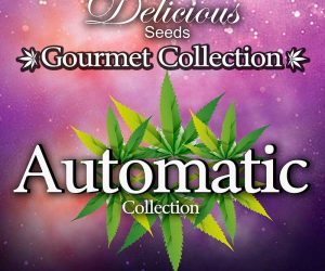 Delicious Seeds Gourmet Collection Automatic Strains 1