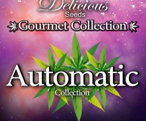 Gourmet Collection Automatic strains 2  Delicious Seeds Nasiona marihuany 