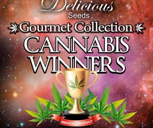 Delicious Seeds Gourmet Collection Cannabis Winner Strains 2