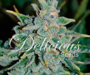 Northern Light Blue Auto  Delicious Seeds Nasiona marihuany 