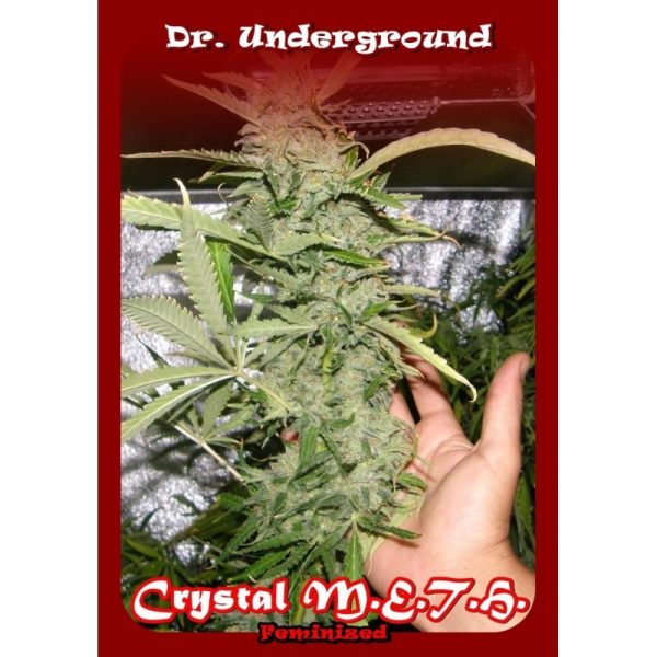Crystal M.E.T.H. Dr. Underground