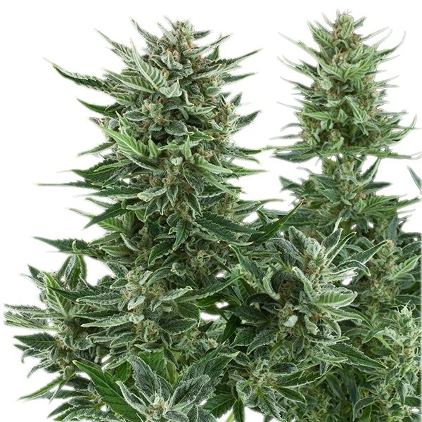 Easy Bud Royal Queen Seeds