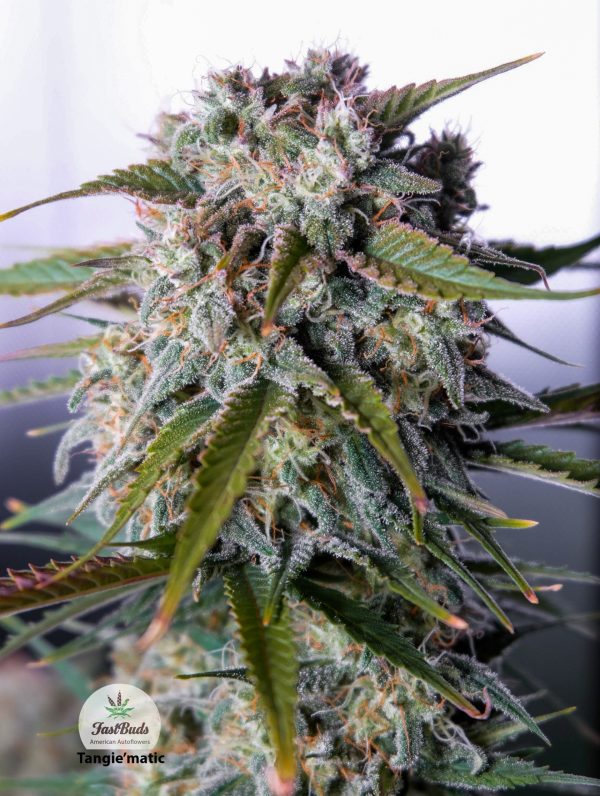Tangie Auto Fast Buds Nasiona marihuany