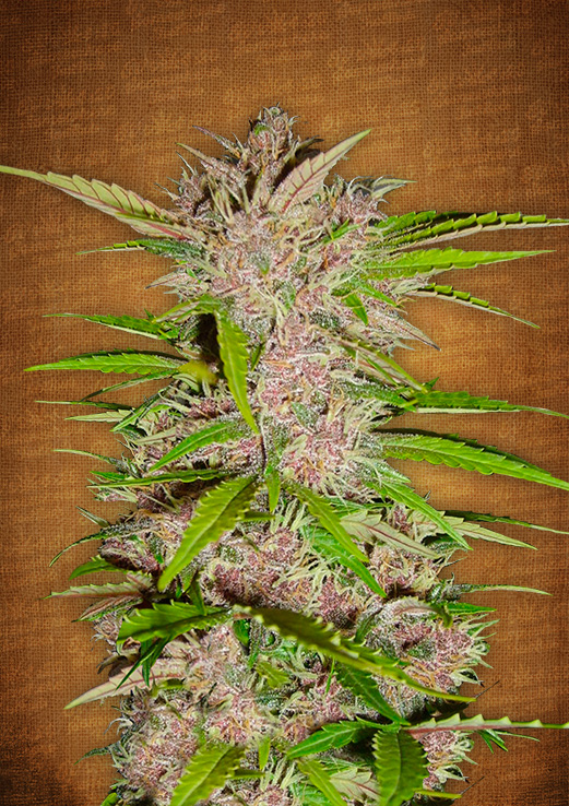 Fast Buds Fastberry Auto