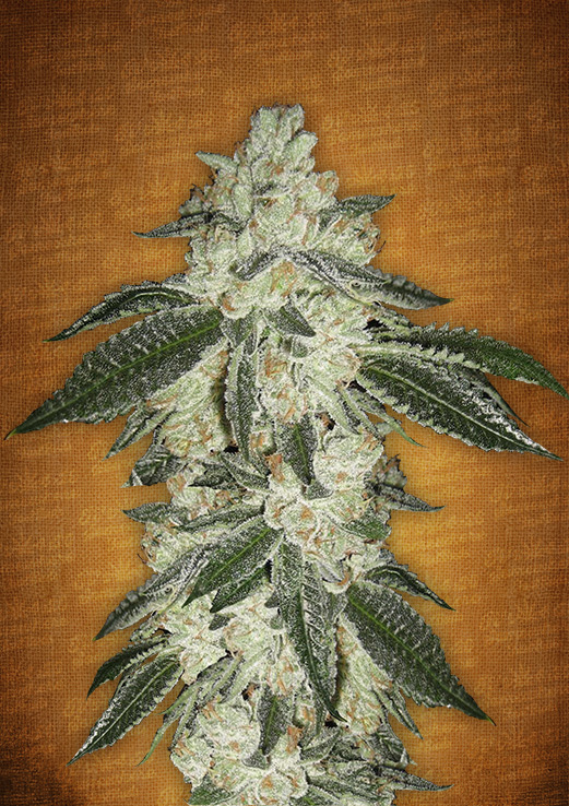 Fast Buds Green Crack Auto