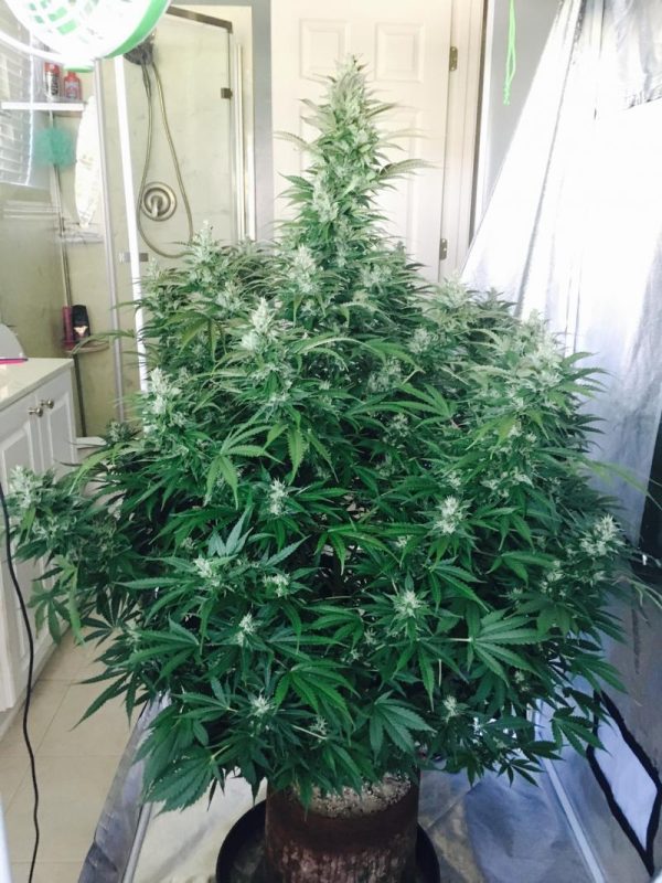 Pineapple Express Auto FastBuds