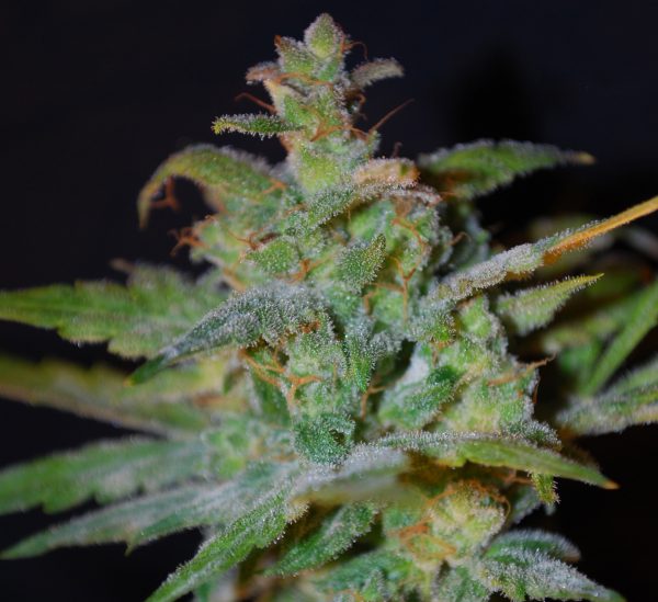 Auto AK Female Seeds Nasiona marihuany