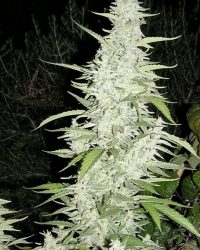 Maroc  Female Seeds Nasiona marihuany 