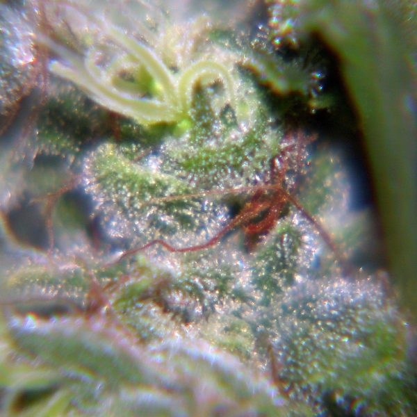 Nev. Haze Female Seeds Nasiona marihuany