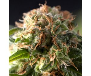 Fresh Candy  Pyramid Seeds Nasiona marihuany 