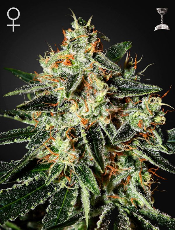 Green House Seeds Cheese