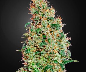 Green House Seeds Green-O-Matic Auto