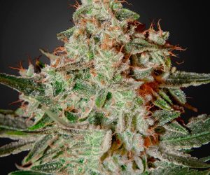 Lemon Skunk  Green House Seeds Nasiona marihuany 