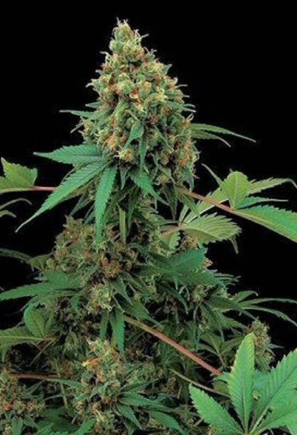 Moby Dick Green House Seeds