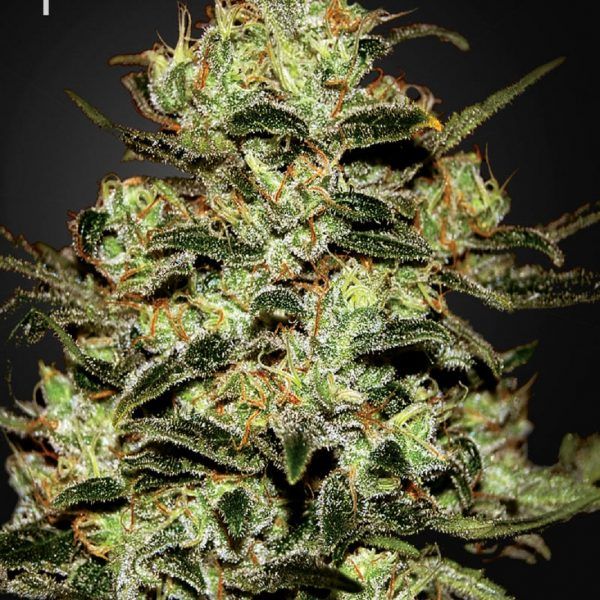 Green House Seeds Moby Dick