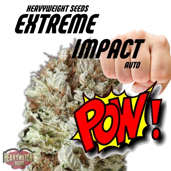 Extreme Impact Auto Heavyweight Seeds Nasiona marihuany