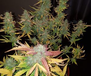 Heavyweight Seeds Wipeout Express Auto