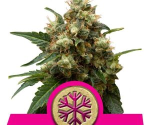 Royal Queen Seeds Ice