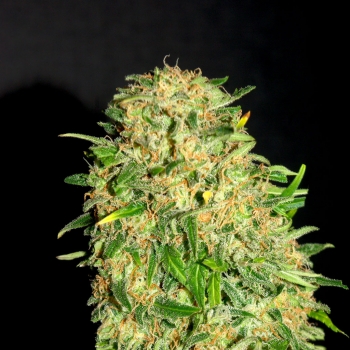 Gypsy Kush Kannabia Seed Company Nasiona marihuany