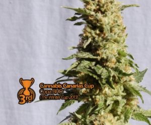 La Blanca  Kannabia Seed Company Nasiona marihuany 