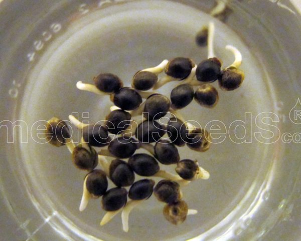 Malakoff Medical Seeds