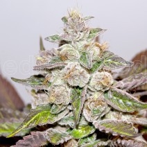 Mendocino Purple Kush  Medical Seeds Nasiona marihuany 