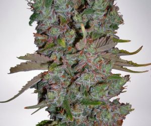 Ministry of Cannabis Auto Blueberry Domina