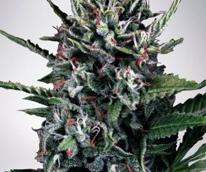 Ministry of Cannabis Auto Silver Bullet