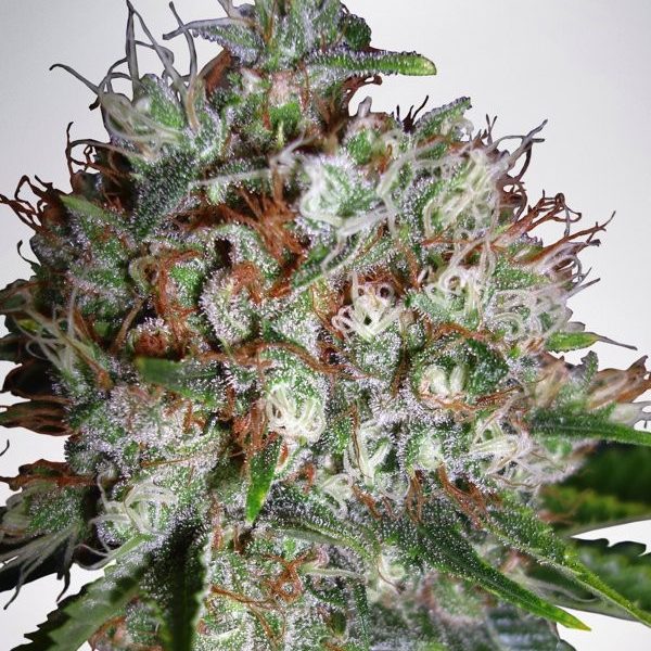 Ministry of Cannabis Big Bud XXL