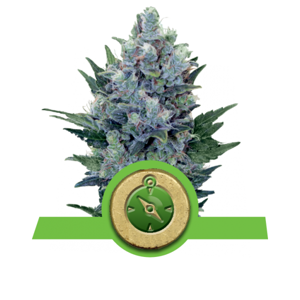 Northern Light Automatic Royal Queen Seeds Nasiona marihuany