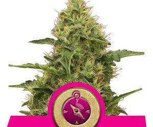 Northern Light  Royal Queen Seeds Nasiona marihuany 