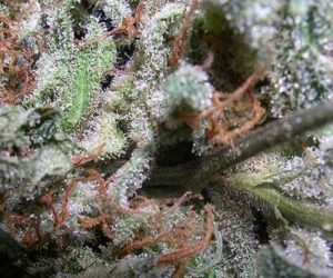 Indica Champions Pack  Paradise Seeds Nasiona marihuany 