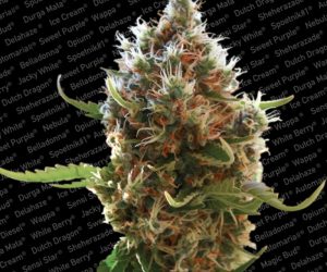 Lucid Bolt  Paradise Seeds Nasiona marihuany 